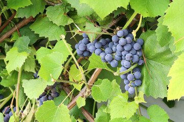 Ripening blue grapes on vine with green leaves, close-up in natural environment