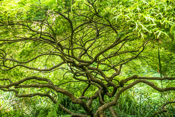 Exotische Bäume im chinesischen Garten