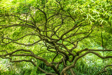 Fototapeta premium Exotische Bäume im chinesischen Garten