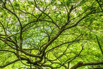 Exotische Bäume im chinesischen Garten