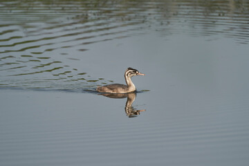 Juvenile Great Crested Grebe (Podiceps cristatus) on a lake at Ham Wall in Somerset, United Kingdom.