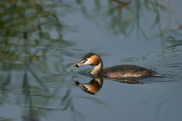 Great Crested Grebe (Podiceps cristatus) eating a recently caught fish whilst swimming on a lake at Ham Wall in Somerset, United Kingdom.