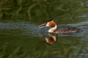Great Crested Grebe (Podiceps cristatus) eating a recently caught fish whilst swimming on a lake at Ham Wall in Somerset, United Kingdom.