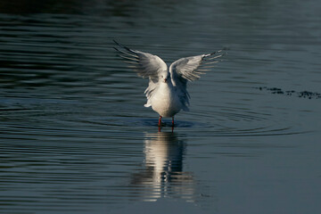Black-headed Gull (Chroicocephalus ridibundus) displaying with wings outstretched on a lake at Ham Wall Nature Reserve in Somerset, England, United Kingdom. 