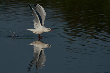 Black-headed Gull (Chroicocephalus ridibundus) taking off from a lake at Ham Wall Nature Reserve in Somerset, England, United Kingdom. 