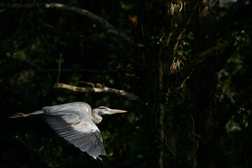 Grey Heron (Ardea cinerea) flying past woodland at Ham Wall in Somerset, England, United Kingdom.