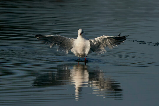 Black-headed Gull (Chroicocephalus ridibundus) displaying with wings outstretched on a lake at Ham Wall Nature Reserve in Somerset, England, United Kingdom. 