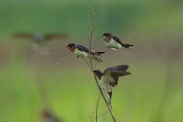 枝につかまろうとしているツバメ幼鳥