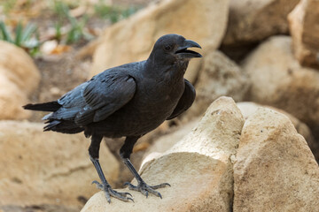 Fan-tailed Raven - Corvus rhipidurus, large black passerine bird from Horn of Africa woodlands and forests, Ethiopia.