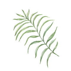 Fototapeta premium Leaves tropical jungle watercolor hand drawn illustration. Print textile patern seamless set separately on white background wildlife