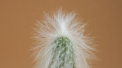 cactus with white hair macro photography