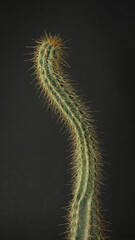 snake-shaped stick cactus