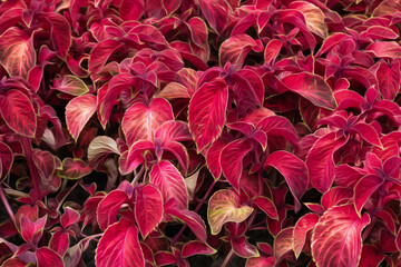 Saturated red and magenta Iresine herbstii, Herbst's bloodleaves