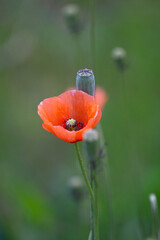 Red and white poppies flowers, Papaver dubiumwild flowers macro