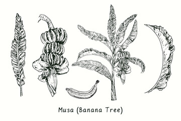 Musa (Banana tree) leaf, fruit bunch, tree, isolated fruit. Ink black and white doodle drawing in woodcut style.