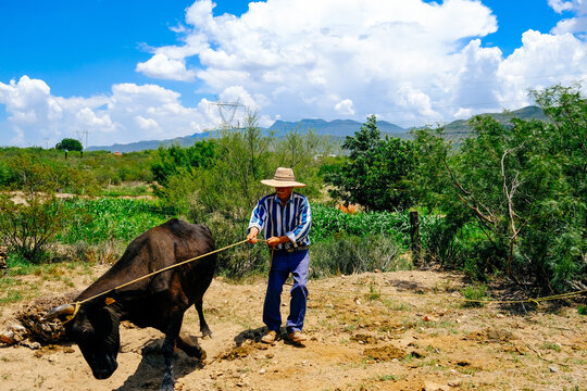 Full length of senior cattleman wearing hat pulling rope tied to cow's horn at field on sunny day