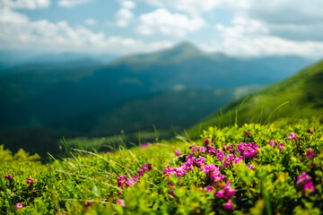 Obraz premium Beautiful view of blossoming pink rhododendron flowers on the high mountain hill. Carpathians, Ukraine, Europe.