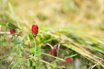 Pink clover Trifolium incarnatum in blossom
