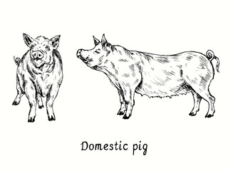 Pig standing front view and sow standing side view. Ink black and white doodle drawing in woodcut style.