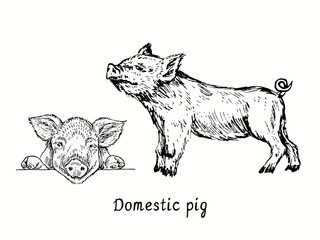 Lovely piglet muzzle front view and standing side view. Ink black and white doodle drawing in woodcut style.