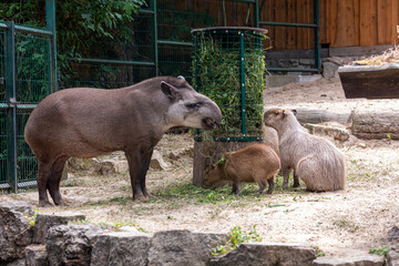 Capybara (Hydrochoerus hydrochaeris) and lowland tapir (Tapirus terrestris) during a meal, closeup