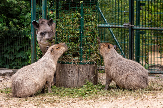 Capybara (Hydrochoerus hydrochaeris) and lowland tapir (Tapirus terrestris) during a meal, closeup