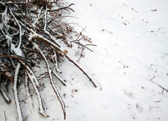 Tree pruning waste. Tree branches pile covered by snow.