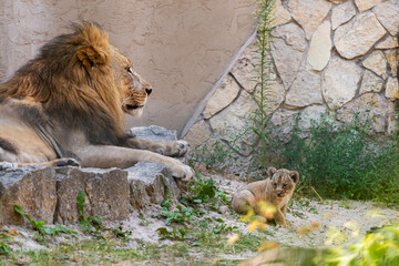 a couple of Southern African lion, Panthera leo, rests on the rocks with her baby, closeup