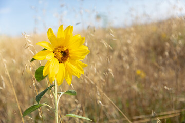 Single, bright yellow sunflower with a dried grass background