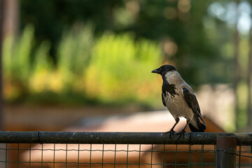 crow (Corvus cornix), also called a hood on a green natural background with copy space