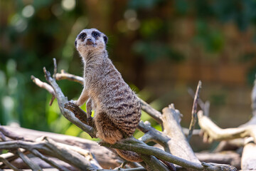 Naklejka na ściany i meble meerkat (Suricata suricatta) keeping watch while stood on a tree with a natural defocused background