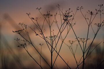 Obraz premium Sunset over a wheat field, Stalk of wheat grass photo silhouette at sunset and sunrise in winter, Nature sunset background.