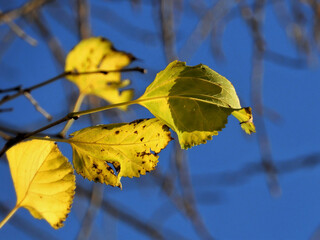 Jesienne liście topoli na tle niebieskiego nieba