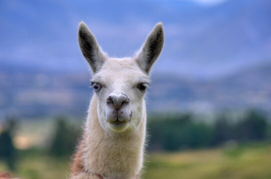 Llama