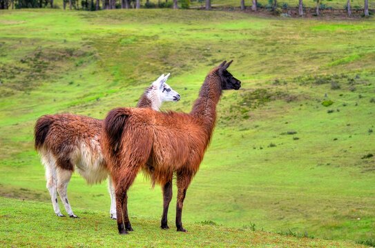 Llamas