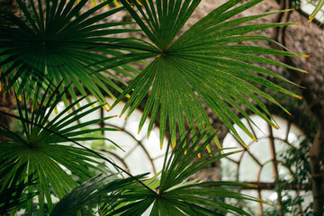Green leaves, tropical plant growing in greenhouse