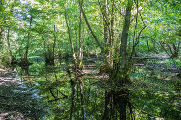 Kleiner modriger Tümpel im Wald