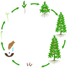 A growth cycle of a spruce tree on a white background.
