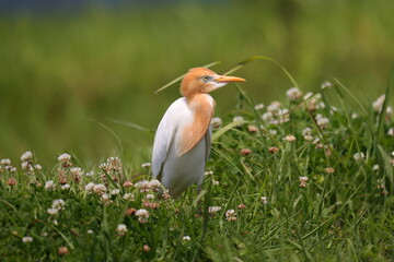 畔に咲く白い花とアマサギ