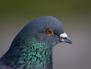 close up of a pigeon