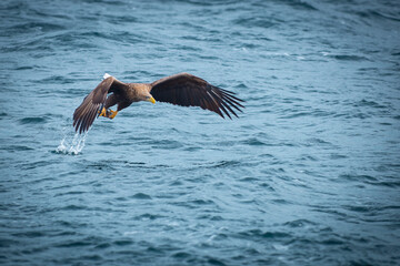 Golden eagle majestic predator raptor nature freedom flying sea winter snow