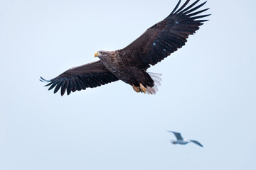 Golden eagle majestic predator raptor nature freedom flying sea winter snow