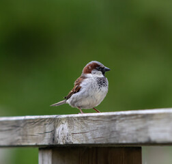sparrow