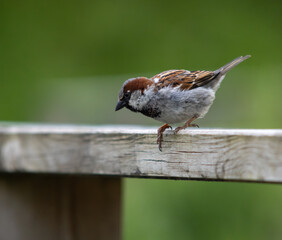 sparrow sitting on a fence