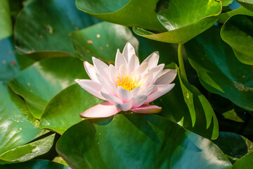 White water lily in a pond in the garden