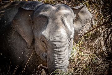 Asia elephant in Yala National Park. the elephant was photographed in Sri Lanka. the daytime shot...
