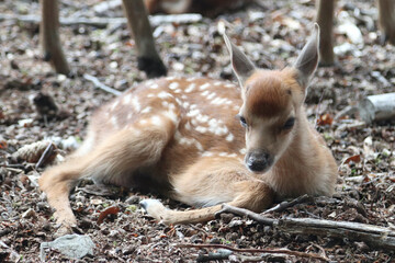 sika deer (Cervus nippon)