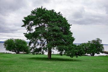 Fototapeta na wymiar Large oak tree in a park landscape. in the background, sea and sky can be seen