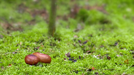 small mushrooms in the forest