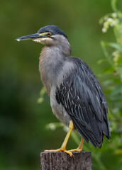 Green Heron.